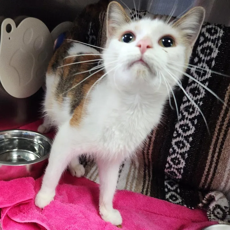 An adult medium-sized female Domestic Short Hair cat named Ashley for adoption in Grand Rapids, MI