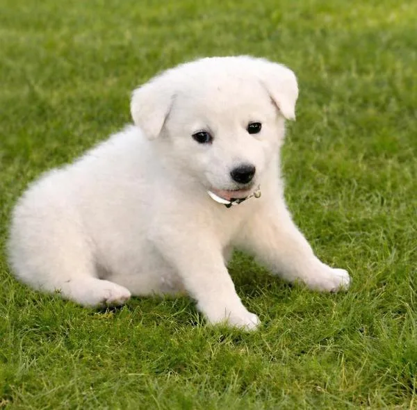 A baby large-sized female Labrador Retriever dog named Sierra for adoption in Stratham, NH