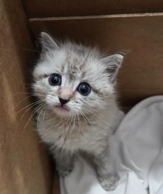 A baby medium-sized male Domestic Short Hair cat named Bonnie for adoption in Dallas, TX
