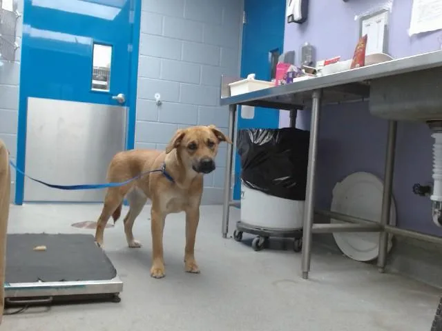 A young medium-sized female Labrador Retriever dog named Canela for adoption in Albuquerque, NM