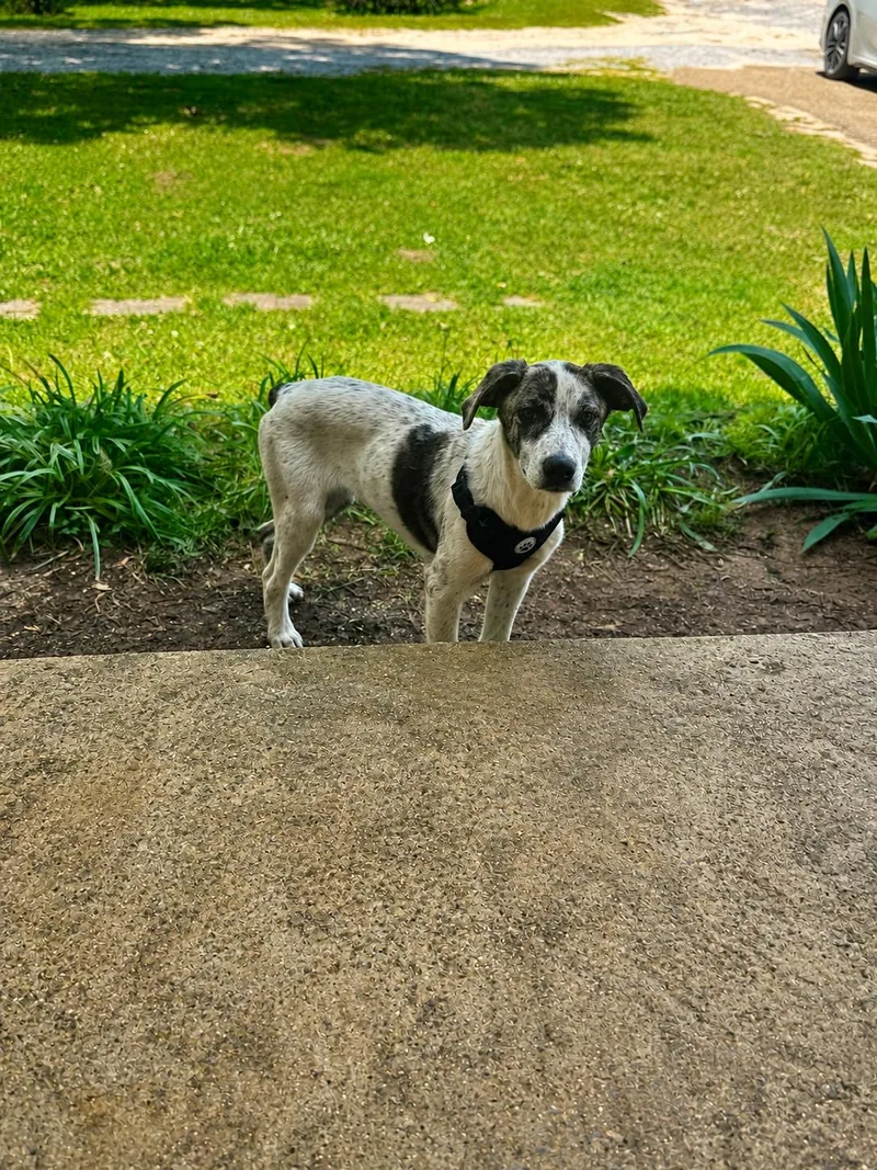 A baby medium-sized male Bicolor Catahoula Leopard Dog dog named Morris Day for adoption in Holly Springs, MS