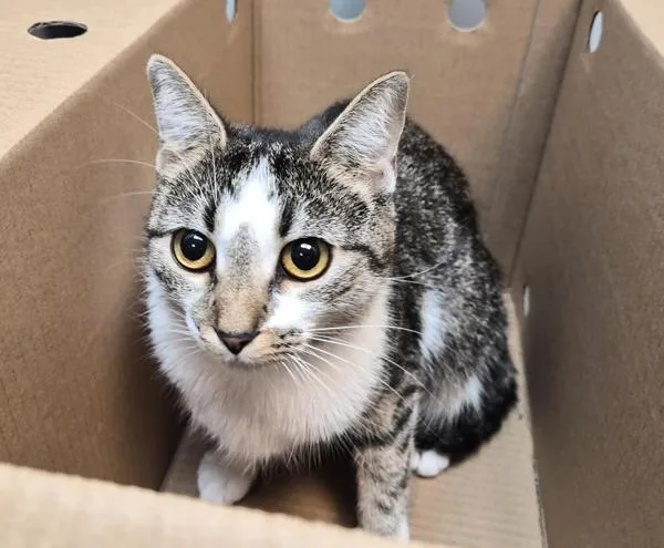 A young medium-sized female Domestic Short Hair cat named Precious for adoption in New York, NY