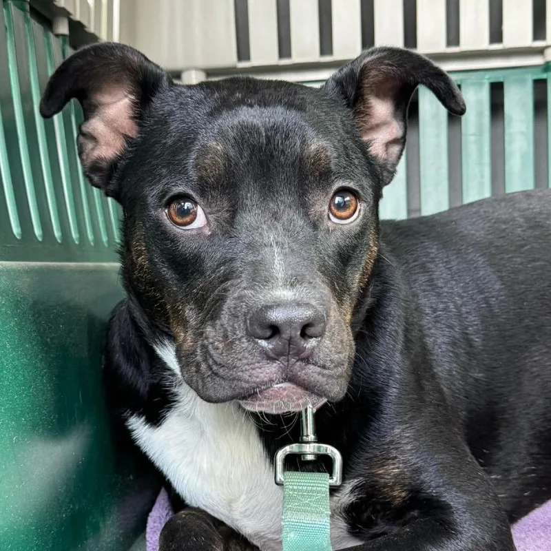 A young small-sized female Black Terrier dog named Mica for adoption in Jackson, MO
