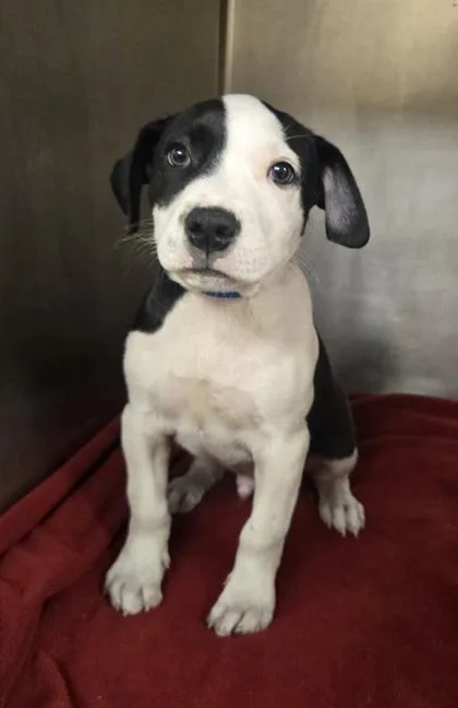 A baby small-sized male Pit Bull Terrier dog named Buddy for adoption in Westland, MI