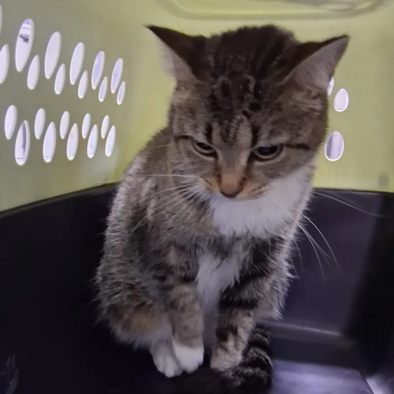 An adult medium-sized female Brown / Chocolate Domestic Short Hair cat named Maddie for adoption in Summerville, SC