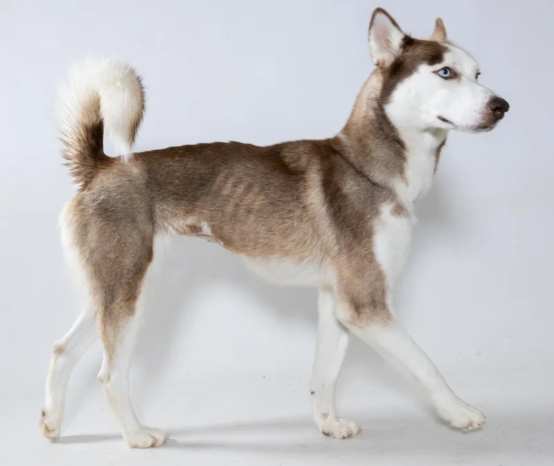 An adult medium-sized female Brown / Chocolate Husky dog named Fantia for adoption in Harvey , LA