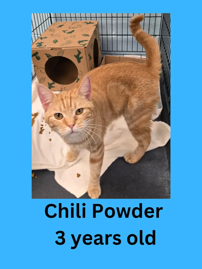 Chili Powder