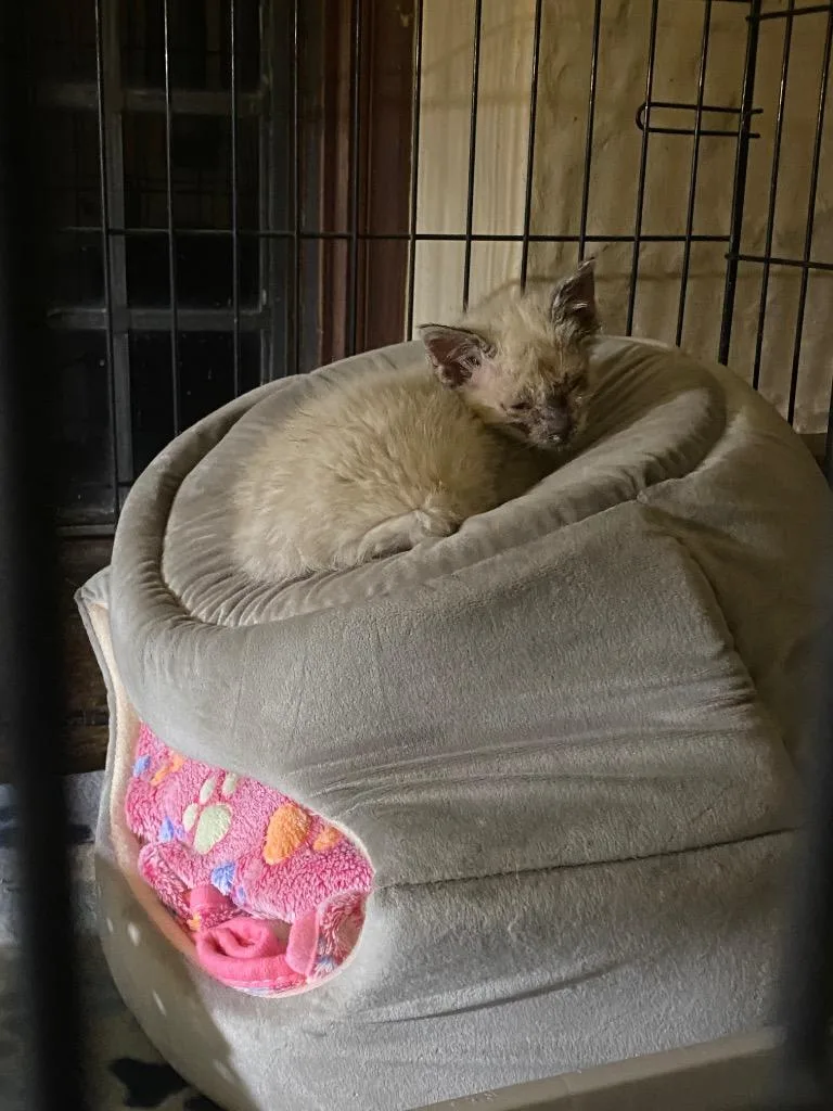 A baby small-sized female Siamese cat named Mercy for adoption in Pomona, NY