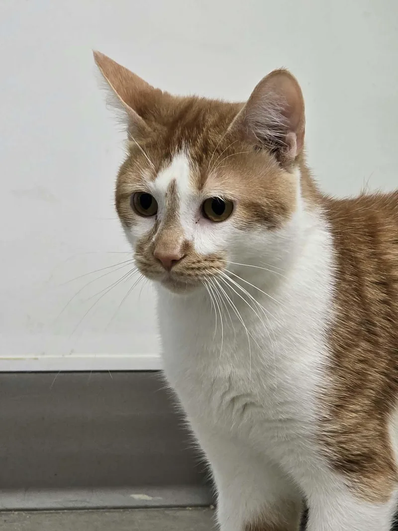 A young medium-sized male Domestic Short Hair cat named Cartier for adoption in Iowa City, IA