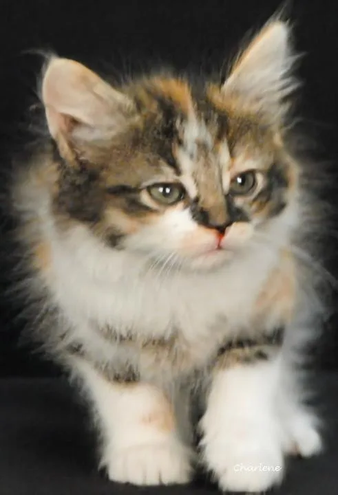 A baby medium-sized female Torbie Domestic Short Hair cat named Jolene for adoption in Newland, NC