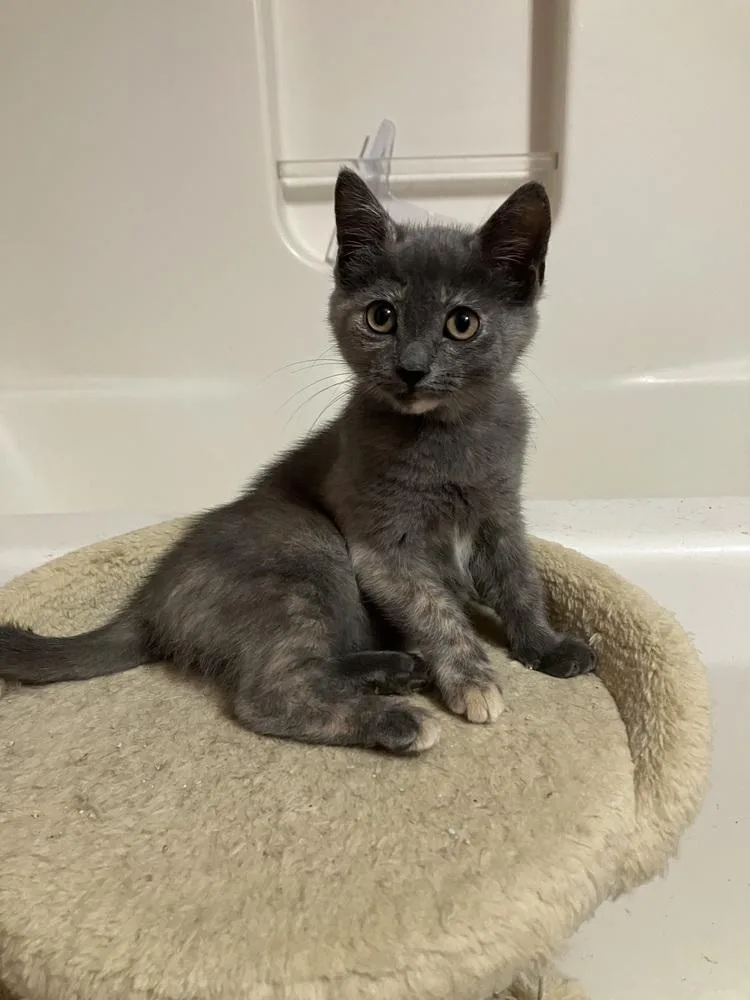 A baby small-sized male Tortoiseshell Domestic Short Hair cat named Chelsea  ET for adoption in Greenville, SC
