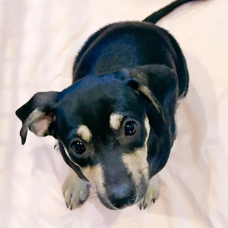 A baby small-sized female Black Chihuahua dog named Katrina for adoption in Albany, NY