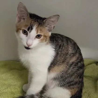 A baby small-sized female Domestic Short Hair cat named Margo for adoption in Voorhees, NJ