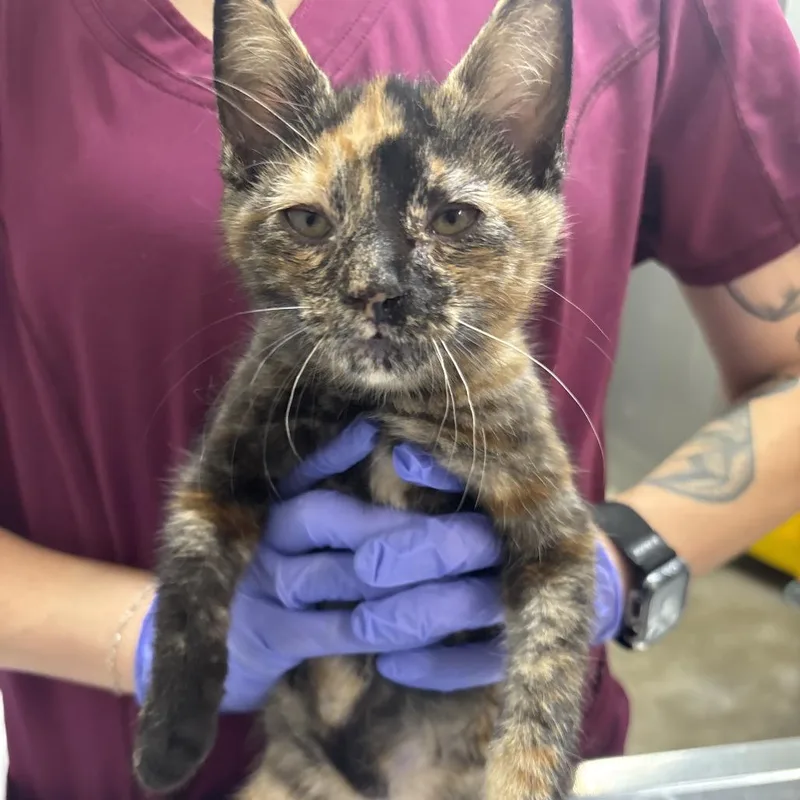 A baby small-sized female Calico Domestic Short Hair cat named Tay for adoption in Clanton, AL