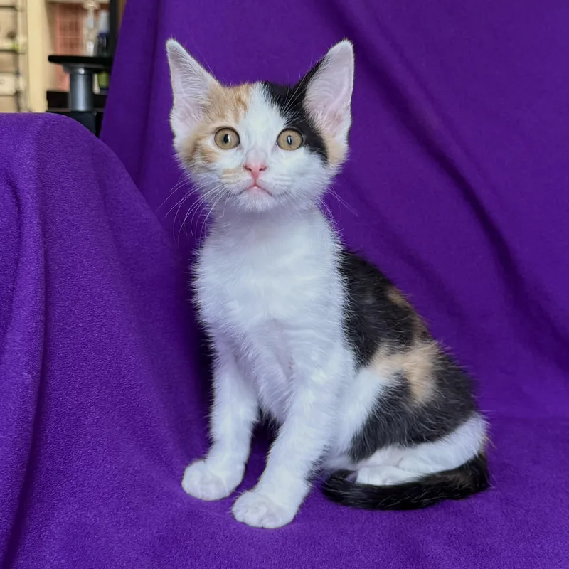 A baby medium-sized female Domestic Short Hair cat named Honey for adoption in Rowland Heights, CA