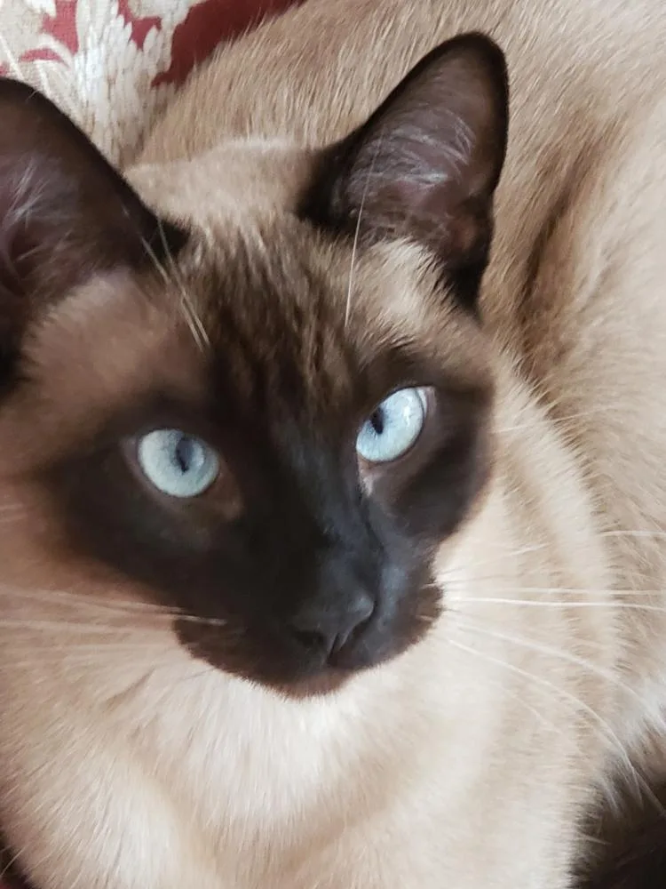 Jelly Bean thumbnail 2