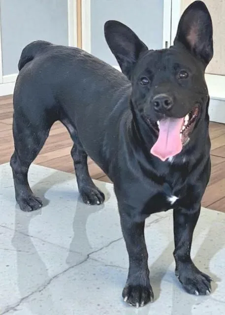 An adult medium-sized male Black French Bulldog dog named Franco for adoption in Ventura, CA