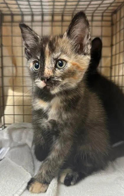A baby small-sized female Domestic Short Hair cat named Princess for adoption in Honolulu, HI