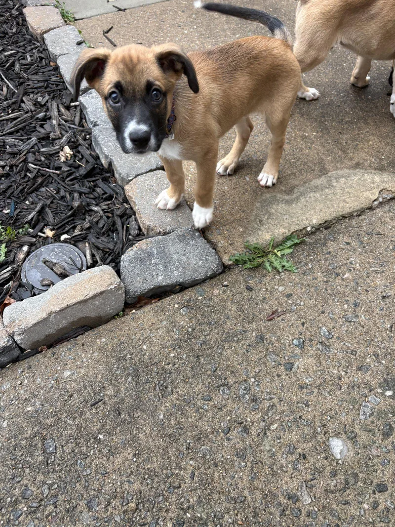 A baby medium-sized male Boxer dog named Otto for adoption in Herndon, VA