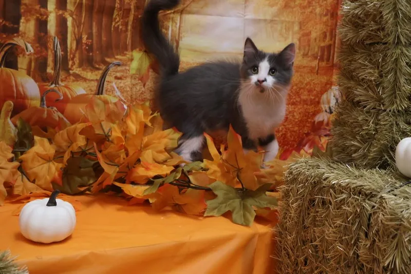 A baby small-sized male Gray & White Domestic Short Hair cat named Sledgie for adoption in Richmond, IN
