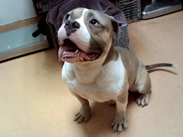 An adult large-sized male Pit Bull Terrier dog named Buzz for adoption in Martinez, CA