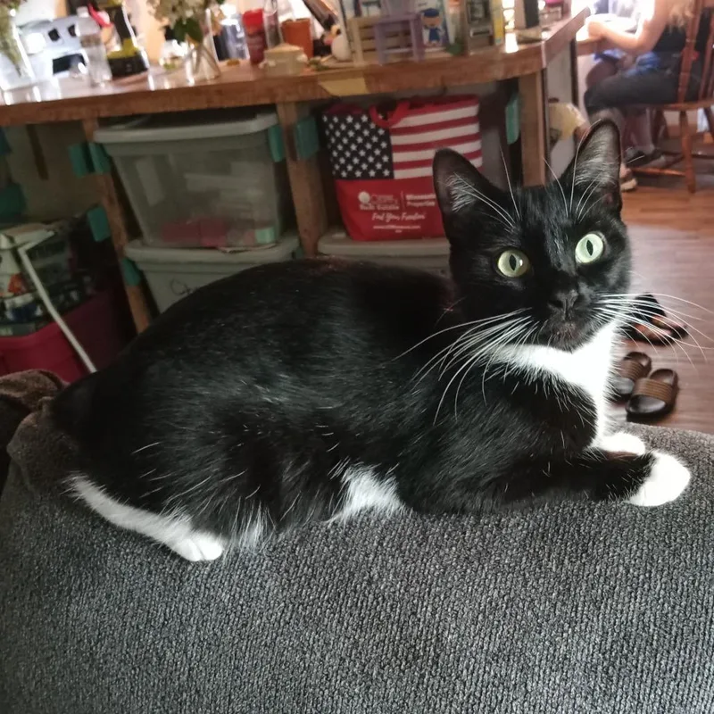 An adult medium-sized female Black Manx cat named Milk Bowl C for adoption in Princeton, MN