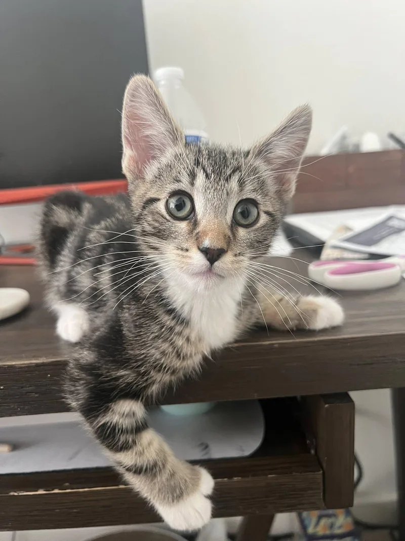A baby medium-sized male Tabby (Brown / Chocolate) Domestic Short Hair cat named Pepper for adoption in Queen Creek, AZ