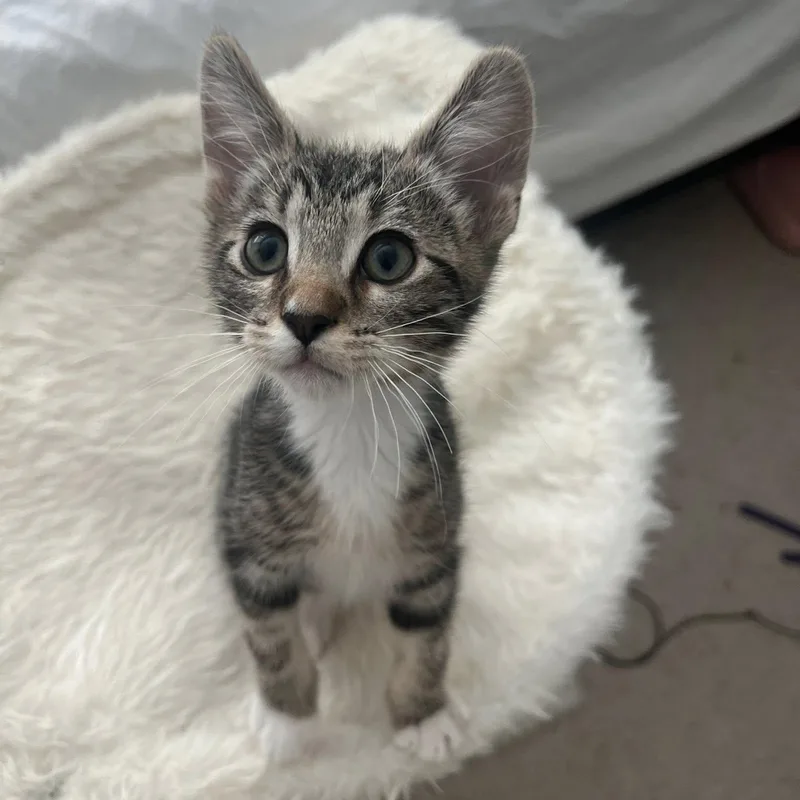 Pepper thumbnail 2