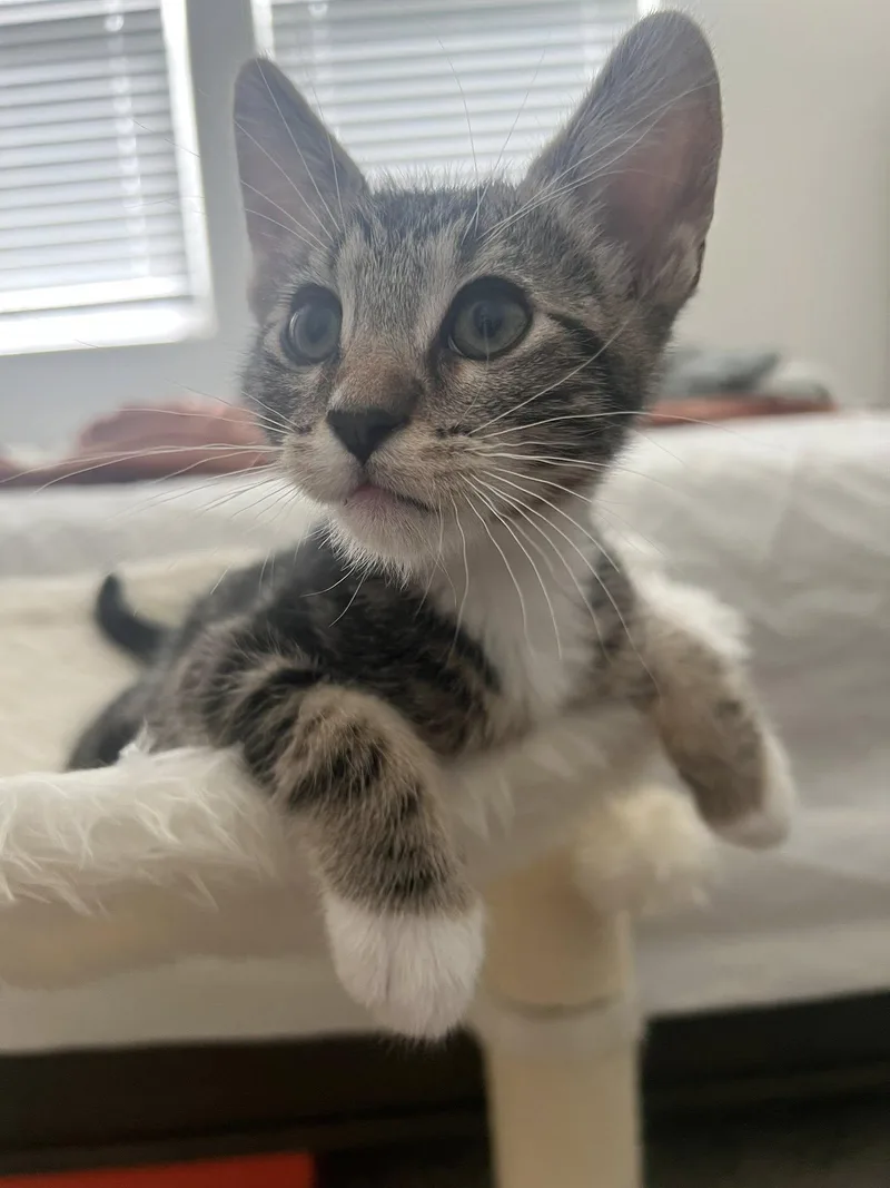 Pepper thumbnail 4