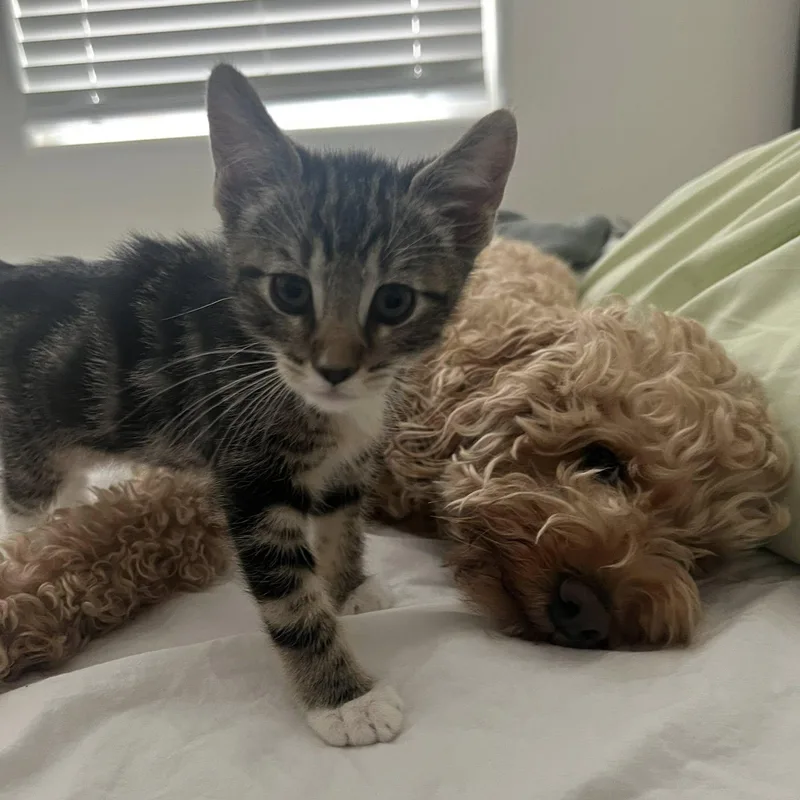 Pepper thumbnail 5