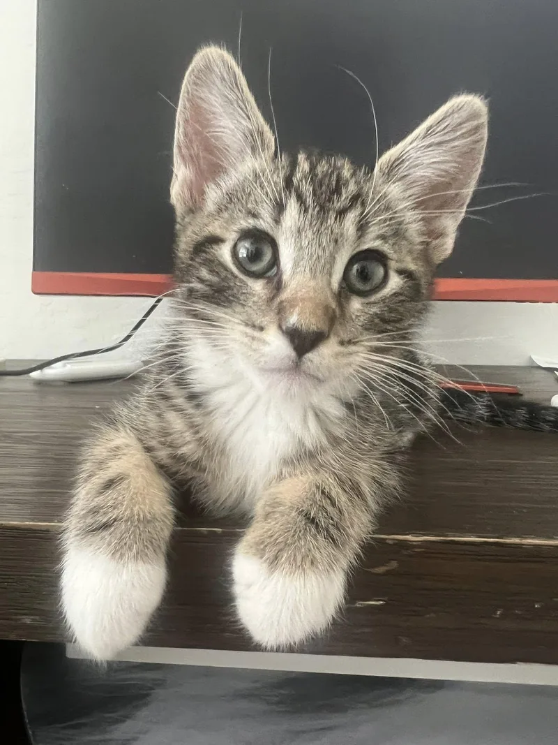 Pepper thumbnail 6