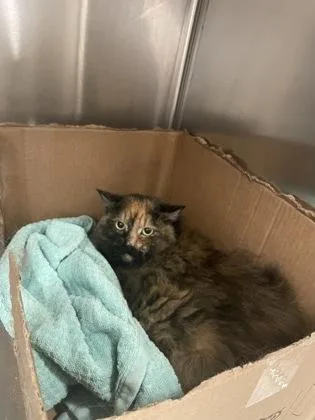 An adult large-sized female Domestic Long Hair cat named Drusilla for adoption in Hamilton, NJ