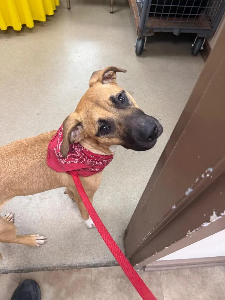 Ms Honey thumbnail 3