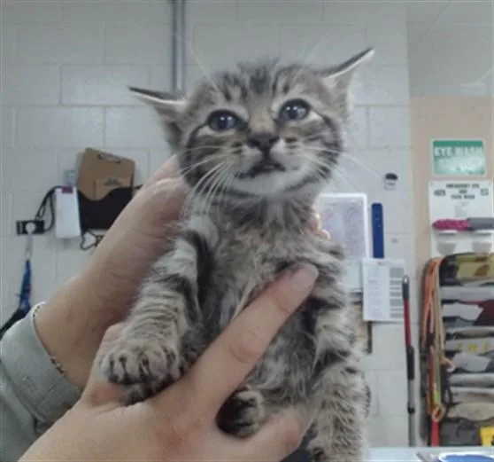 A baby medium-sized female Domestic Short Hair cat named Maple for adoption in Salinas, CA