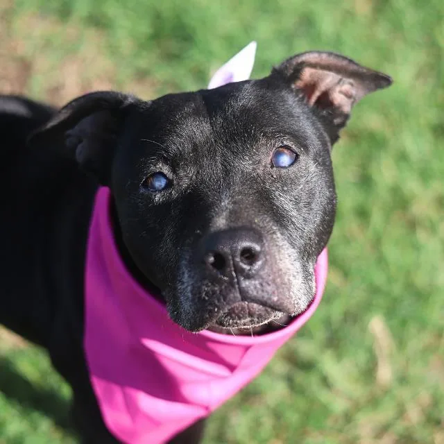 An adult medium-sized female American Staffordshire Terrier dog named Barbie for adoption in San Antonio, TX