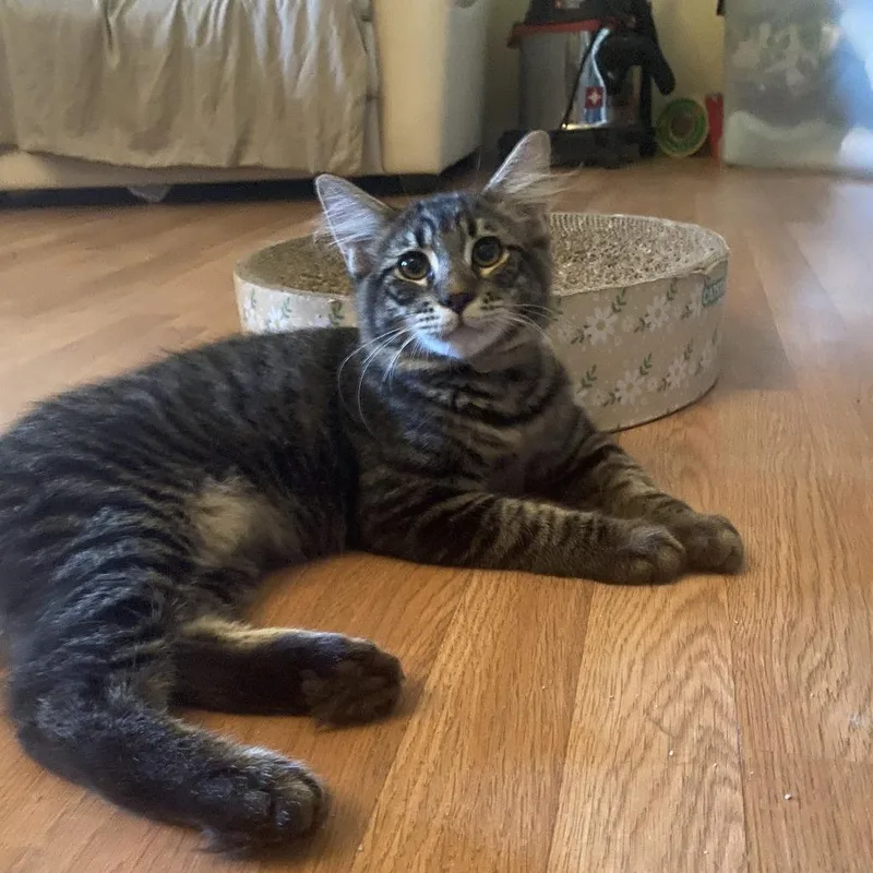 A baby medium-sized male Brown / Chocolate Domestic Short Hair cat named Tigrillio for adoption in Long Beach, CA