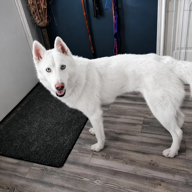 Krypto thumbnail 4