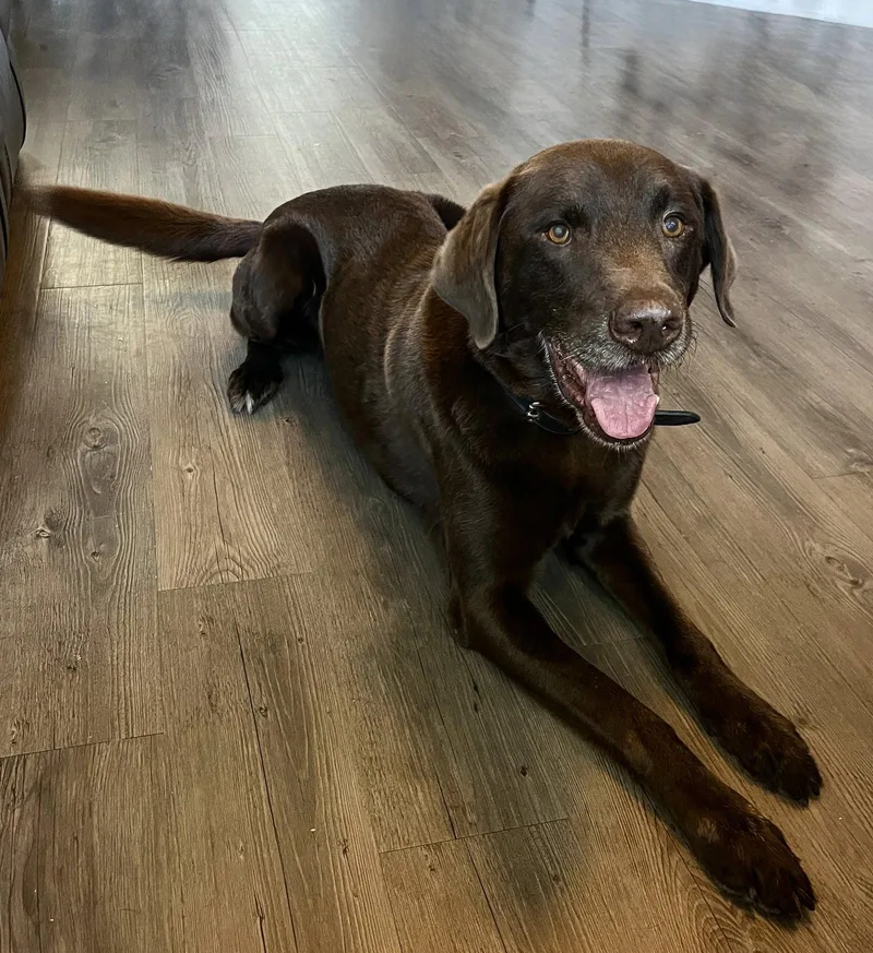 A senior large-sized male Labrador Retriever dog named Ruffo for adoption in Denton, TX