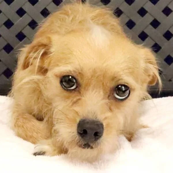 An adult small-sized female Chihuahua dog named Honey Pot for adoption in Fort Davis, TX