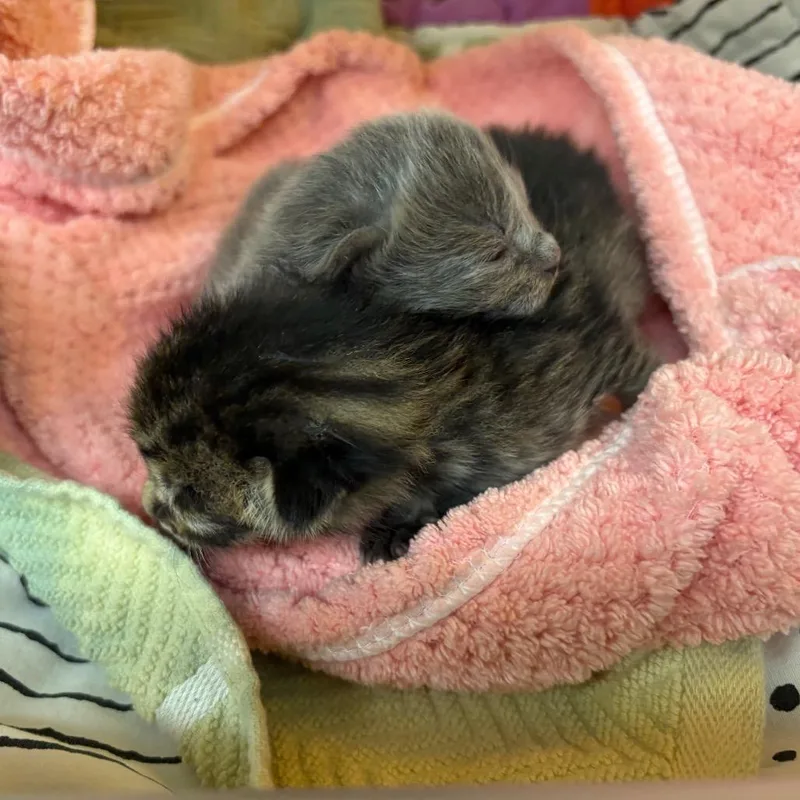 A baby small-sized male Gray / Blue / Silver Domestic Short Hair cat named Earl for adoption in Spokane, WA