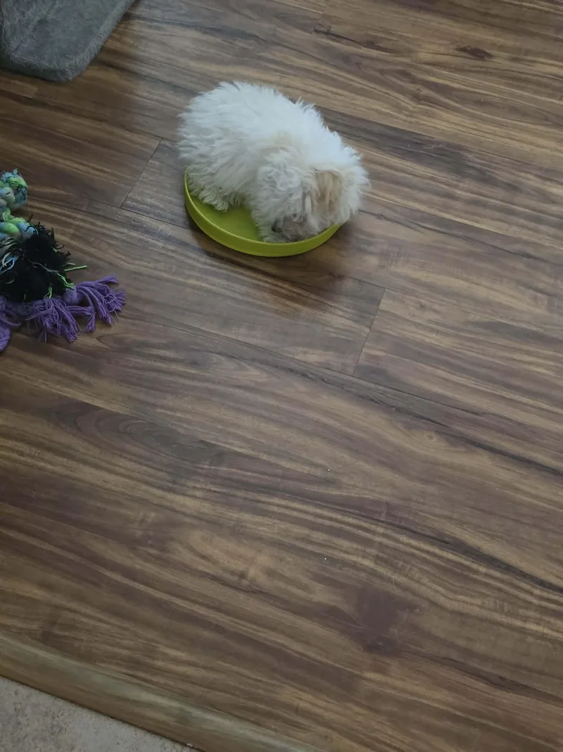 Franklin thumbnail 2