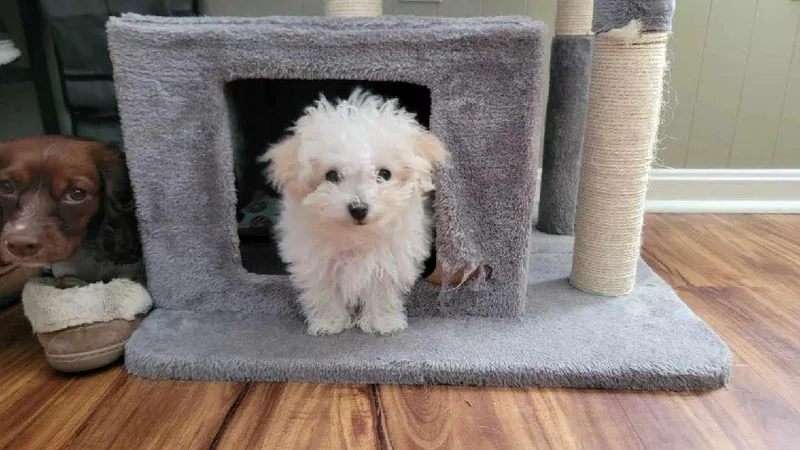 A baby small-sized male Bichon Frise dog named Franklin for adoption in Coatesville, PA