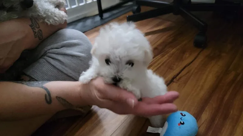 Franklin thumbnail 3