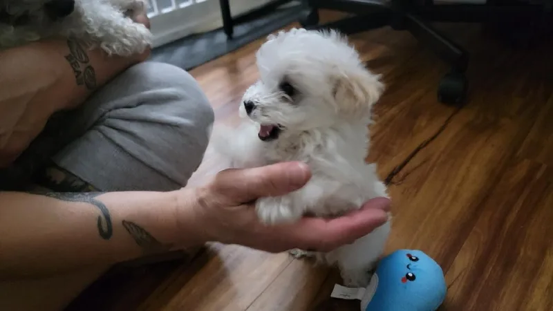 Franklin thumbnail 4