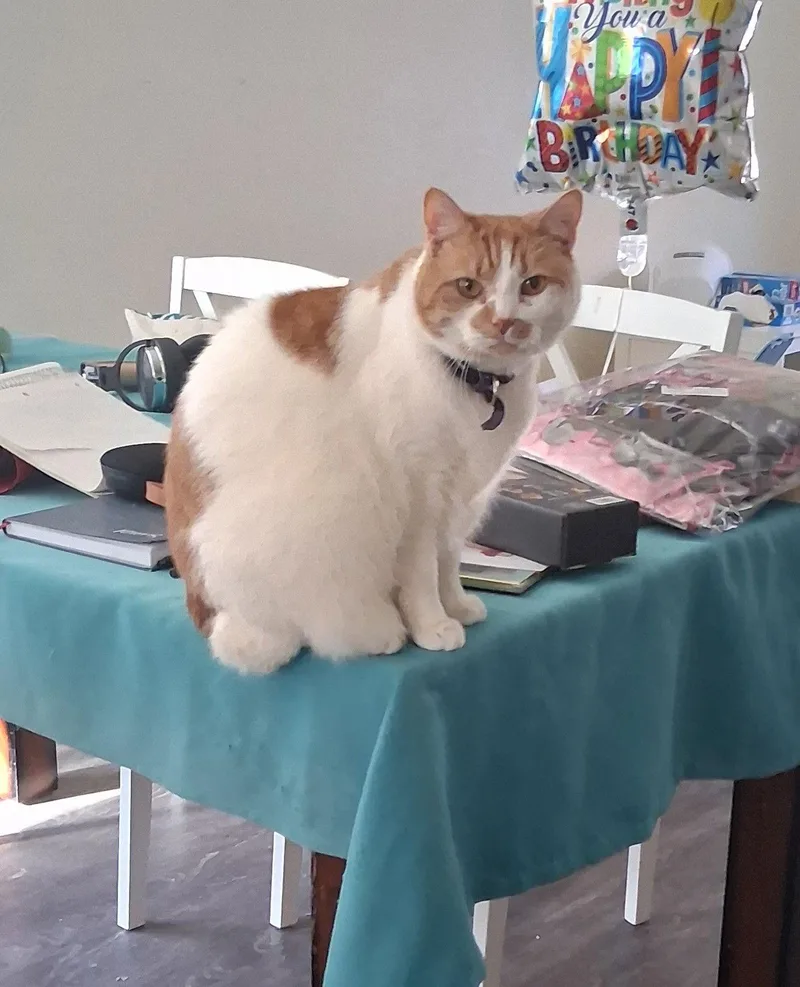 An adult medium-sized female Orange & White Domestic Short Hair cat named Cardi for adoption in San Jose, CA