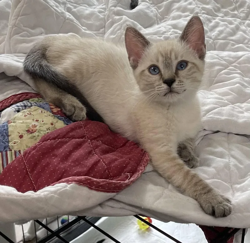 A baby medium-sized female Domestic Short Hair cat named Coco the Lynx Point for adoption in Oviedo, FL