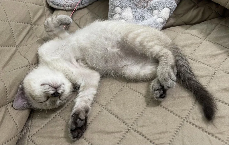 Coco the Lynx Point thumbnail 2