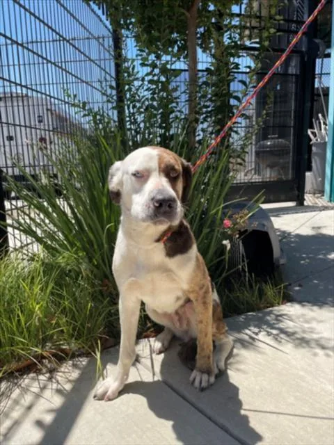 A young large-sized female Great Dane dog named Boo for adoption in Tracy, CA