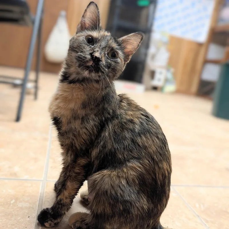 A young small-sized female Domestic Short Hair cat named Biscuit for adoption in Fayetteville, AR