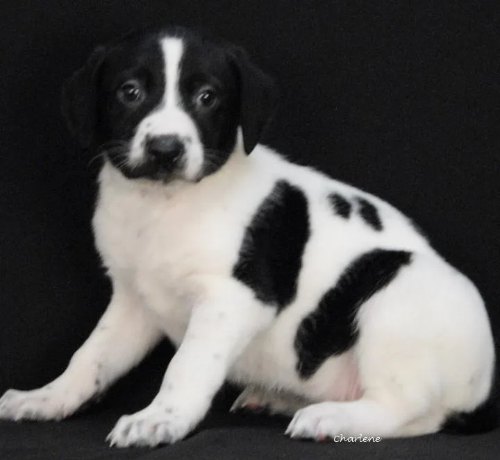 A baby medium-sized female White / Cream Irish Wolfhound dog named Cubone for adoption in Newland, NC